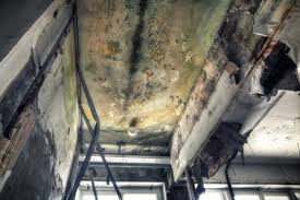 Best Basement Mold Removal in Sloatsburg, NY